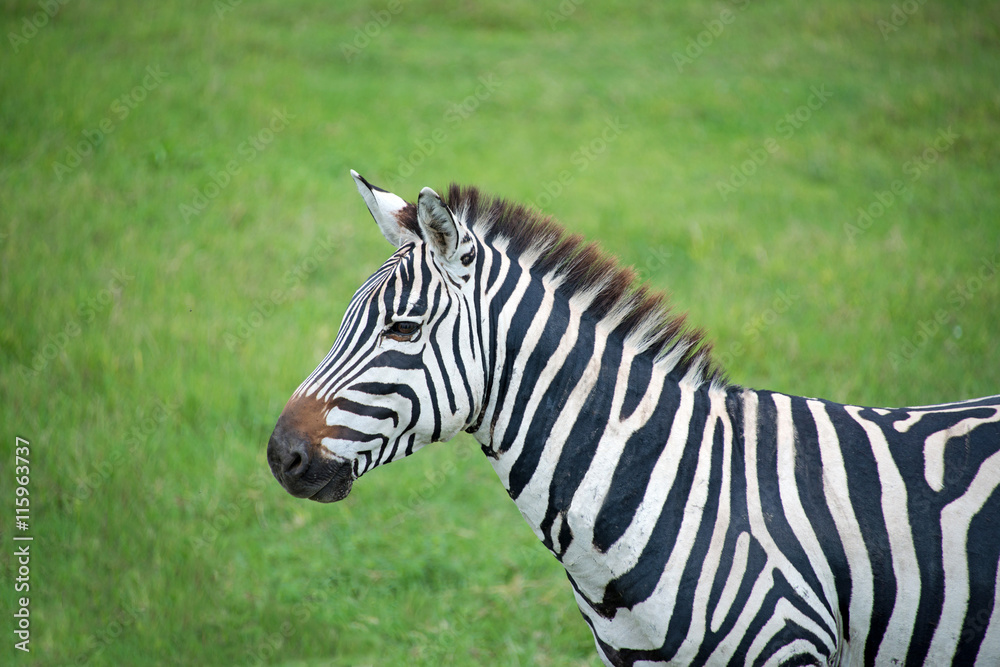 Alert zebra in Serengeti grasslands of Africa Alert zebra in Serengeti grasslands of Africa