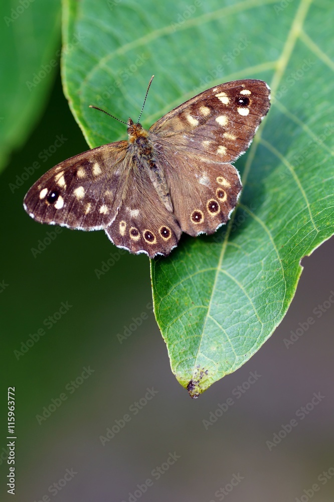 Obraz premium Waldbrettspiel 