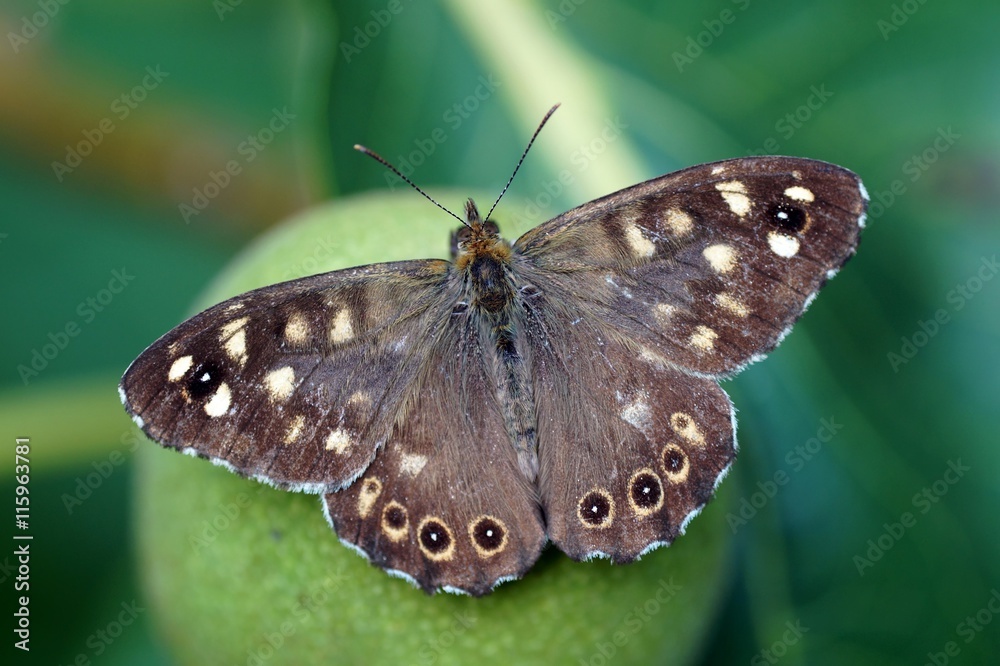 Obraz premium Waldbrettspiel 