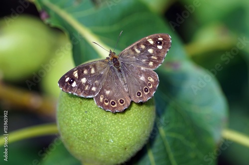 Waldbrettspiel  photo