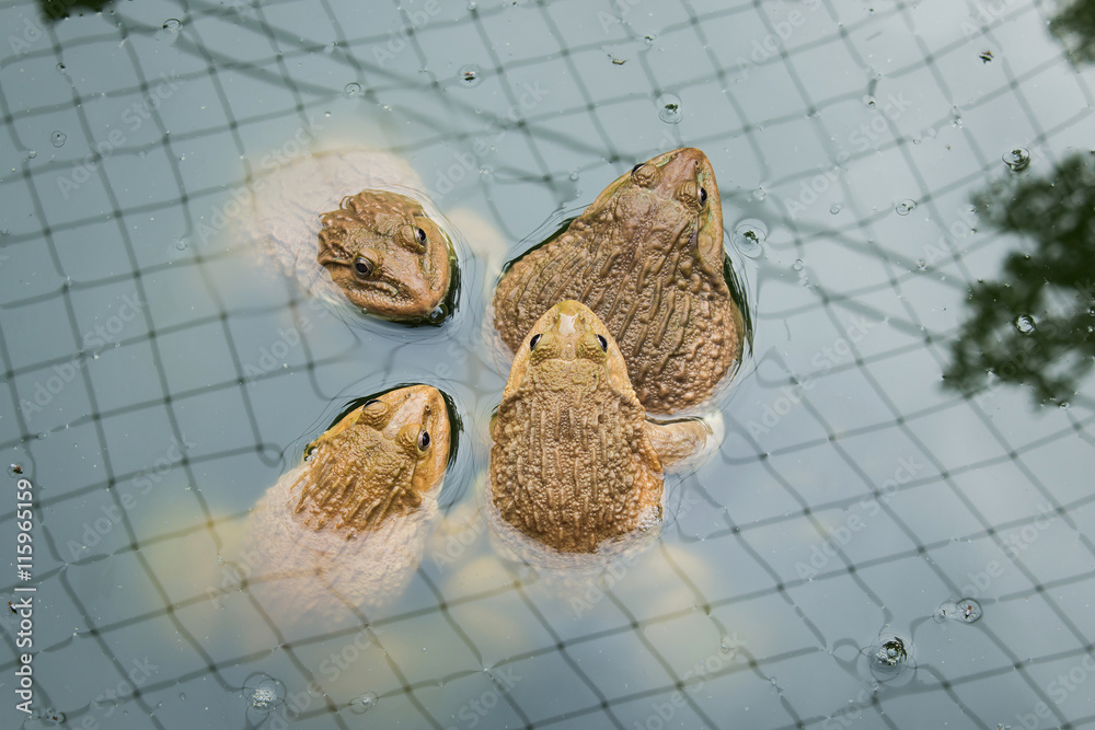 Obraz premium frog in farm