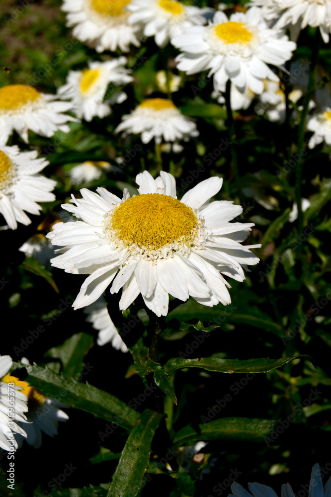 Obraz premium The summer daisy.
