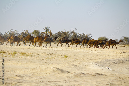 Camel caravan going through the desert on beautiful sunrise
