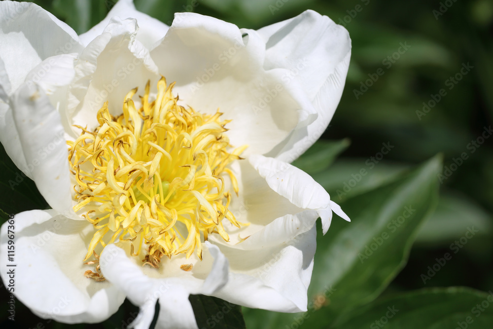 Obraz premium weiße Blüten