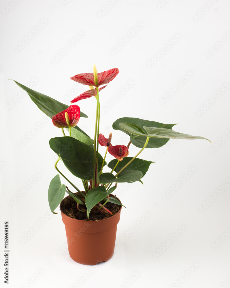 Naklejka premium Anthurium a flowering plant