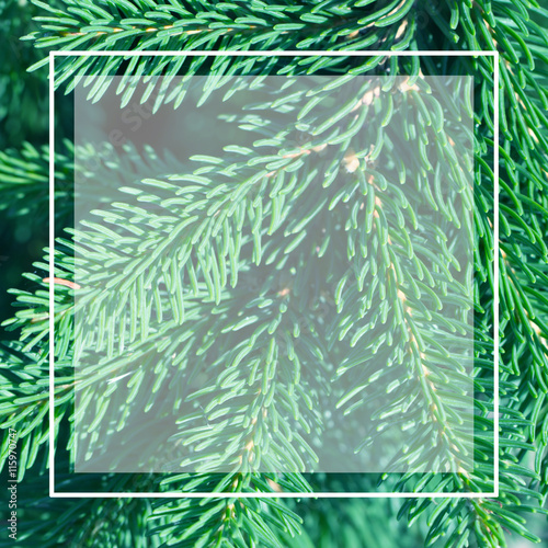 evergreen fir trees