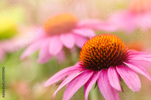 Fototapeta Naklejka Na Ścianę i Meble -  Purple Coneflower