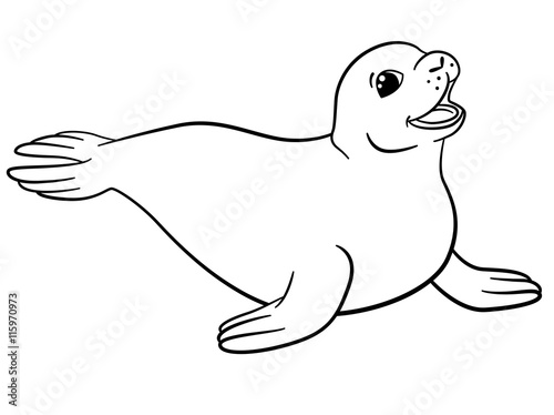 Coloring pages. Little cute seal.