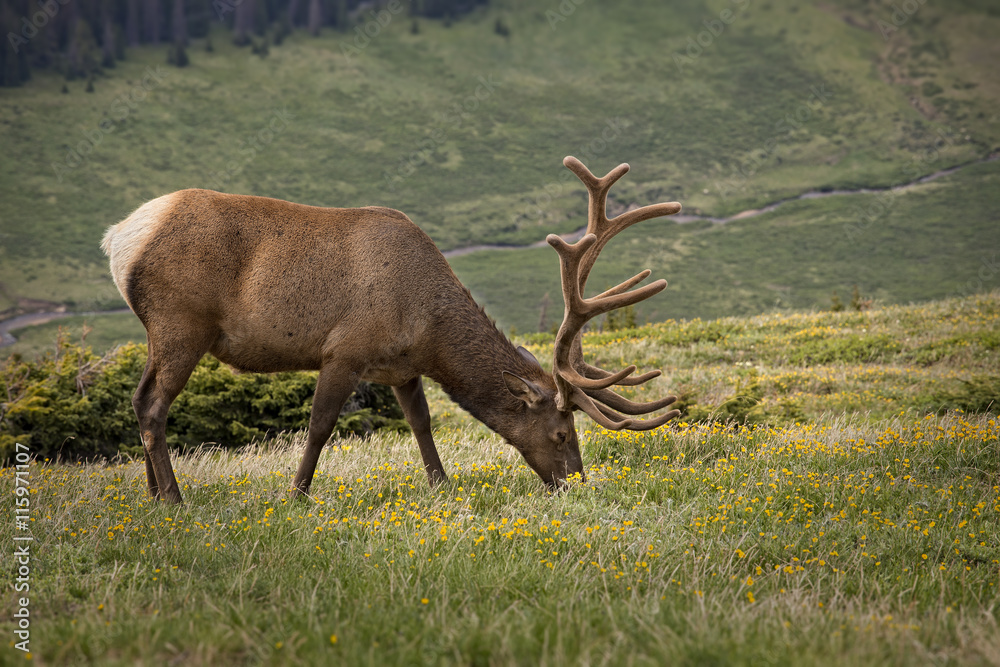 Bull Elk, Rocky Mountain National Park, Colorado, USA