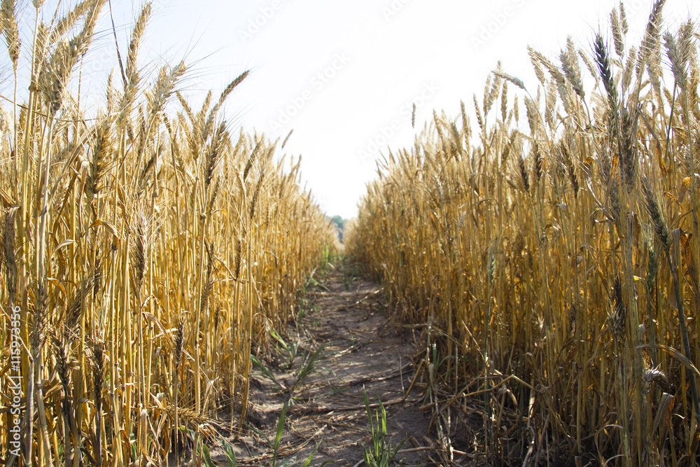 Fototapeta premium Panoramic view of golden wheat field by summertime.