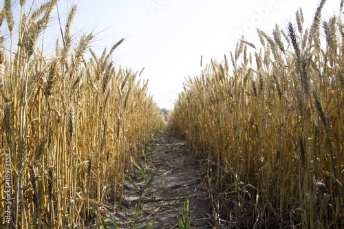 Fototapeta Naklejka Na Ścianę i Meble -  Panoramic view of golden wheat field by summertime.