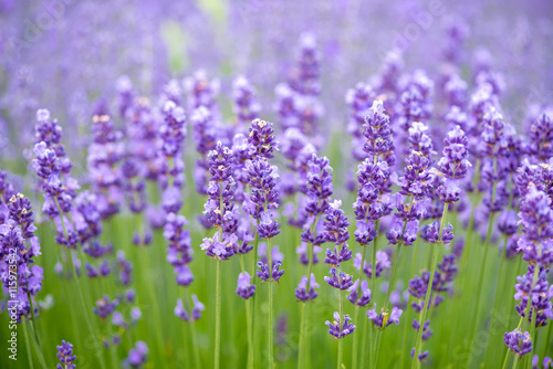 Fototapeta Naklejka Na Ścianę i Meble -  Meadow of lavender. Nature composition. Selective focus