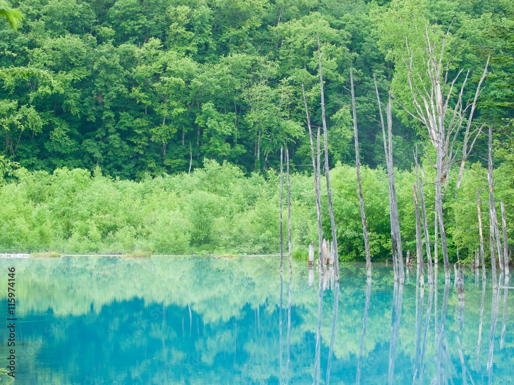 Blue Pond,Biei/Hokkaido,Japan