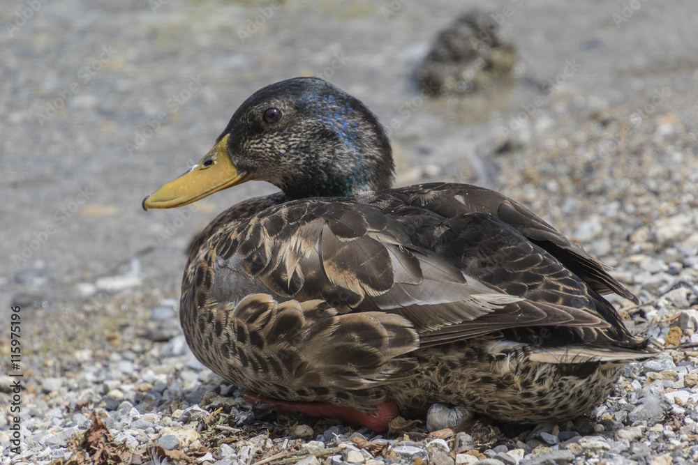 duck on lake