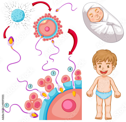 Fertilization diagram and little boys