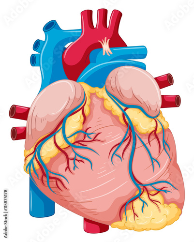 Human heart with fat and blood