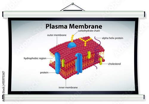 Chart showing plasma membrane
