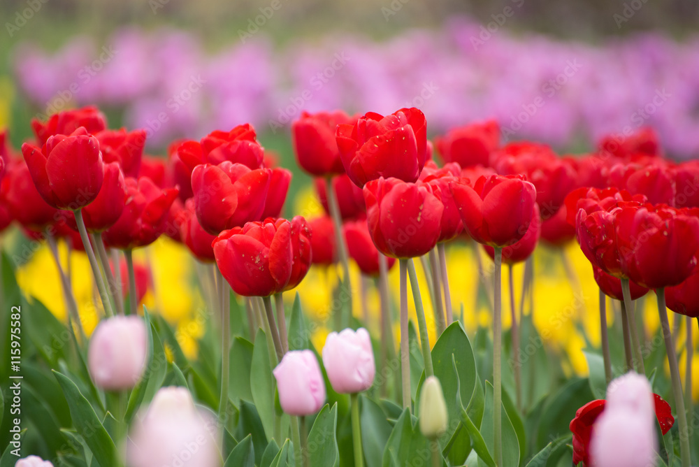 Red tulips. Colorful tulips in spring season