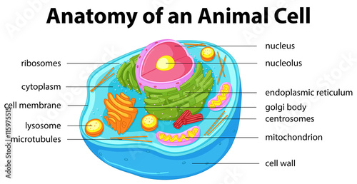 Diagram showing anatomy of animal cell