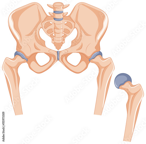 Hip bones in human body