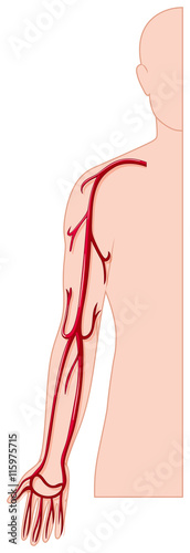 Blood vessel in human hand