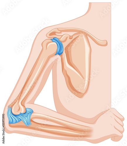 Elbow joint of human
