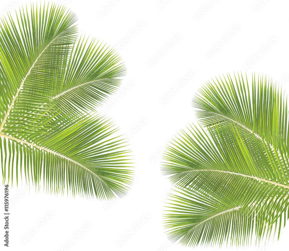 Obraz premium Coconut leaf isolated on white background