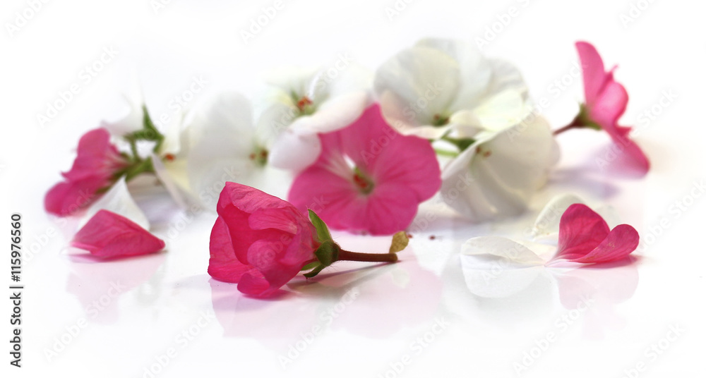 white pink geranium perspective, fresh delicate flowers and peta