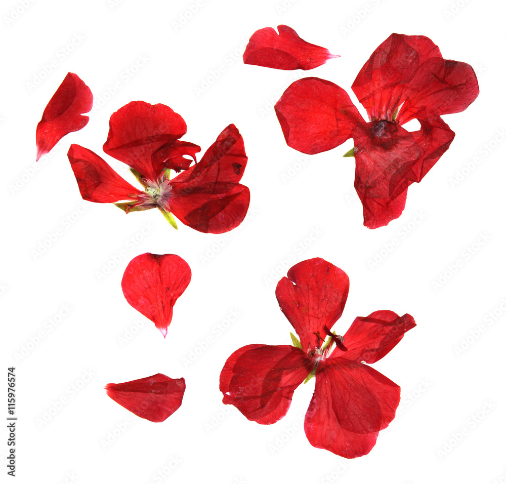 Fototapeta premium geranium, dry delicate flowers, leaves and petals of pressed, re