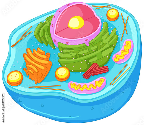 Close up diagram of animal cell