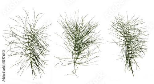 dry green leaf equisetum isolated pressed on white background