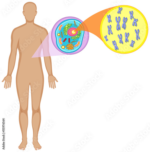 Human body and animal cell