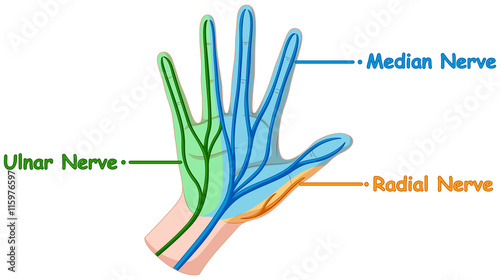 Diagram showing hand nerve