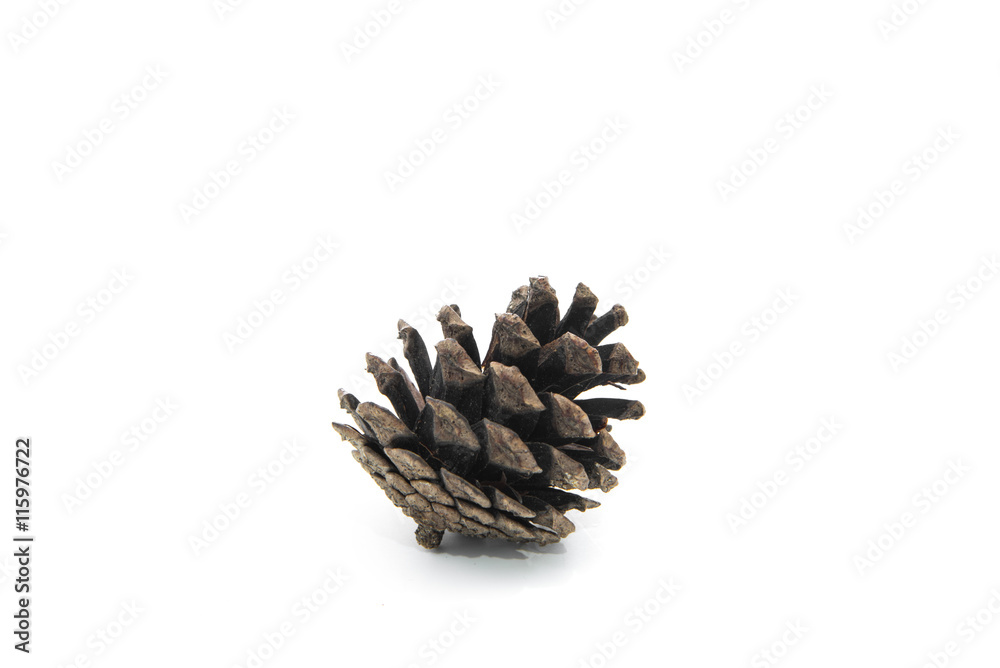 brown pine cone isolated on white background