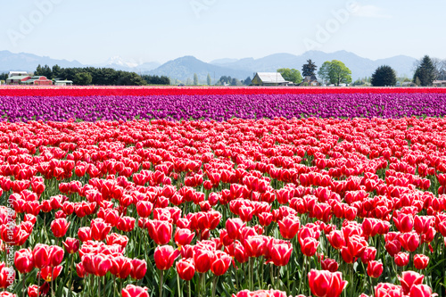 Tulip fields during Skagit Valley Tulip Festival - Mount Vernon, Washington state photo