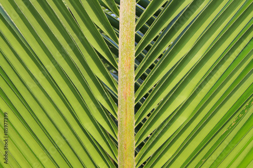 Green coconut leaf background