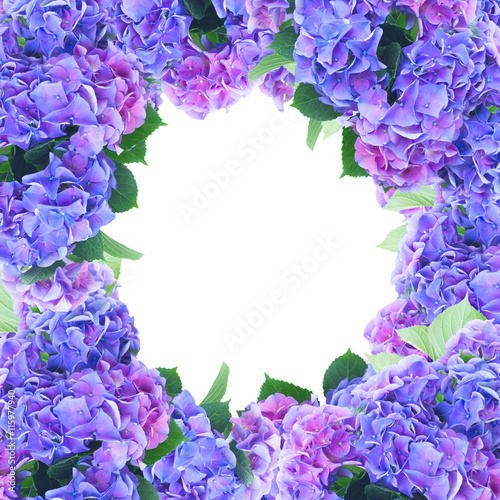 blue and violet hortensia flowers frame isolated on white background