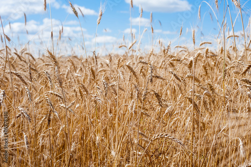 Пшеничное поле1