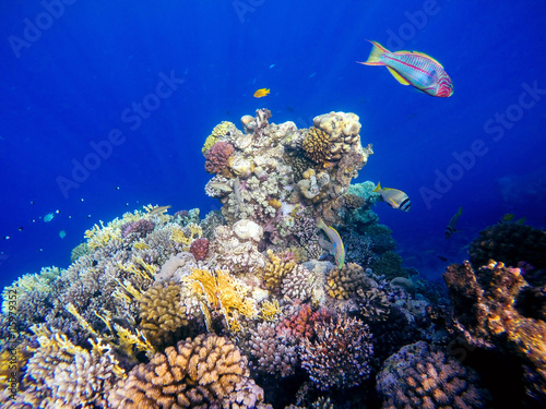 Fototapeta Naklejka Na Ścianę i Meble -  Coral and fish in the Red Sea. Egypt