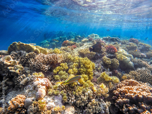 Coral and fish in the Red Sea. Egypt