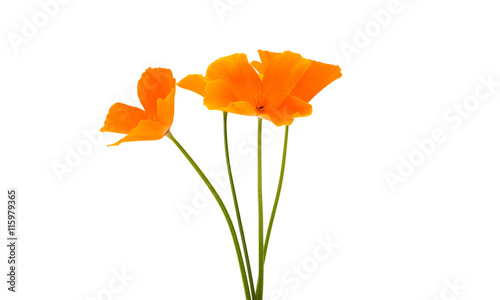 Fototapeta Naklejka Na Ścianę i Meble -  orange poppy