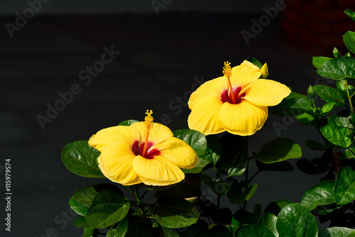Fototapeta Naklejka Na Ścianę i Meble -  Yellow hibiscus