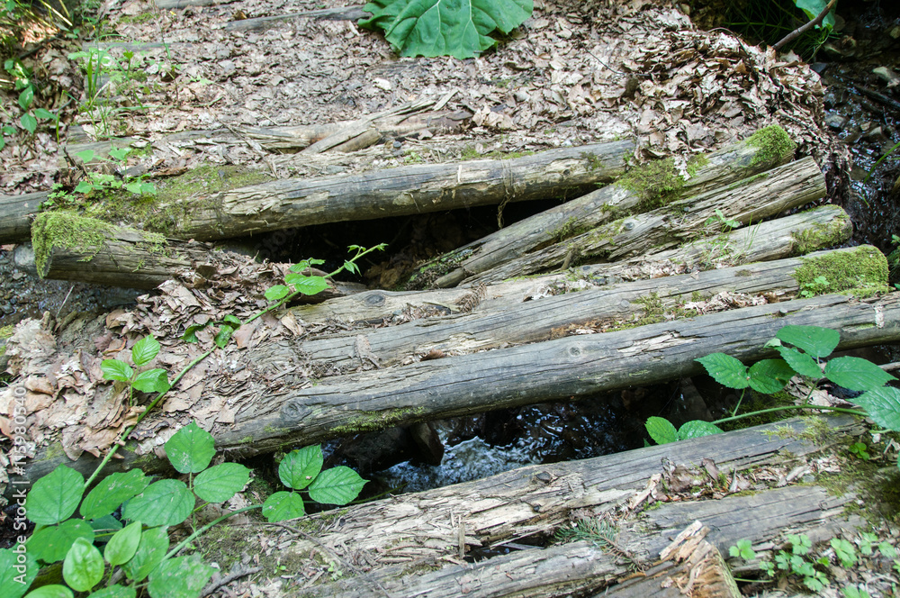 Fototapeta premium old rotten bridge in the forest