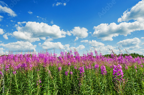 blooming fireweed on blue sky background photo