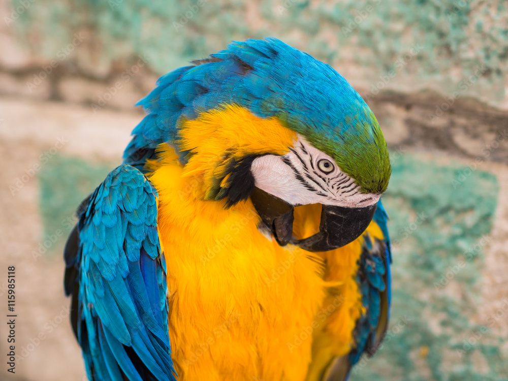 Blue Macaw