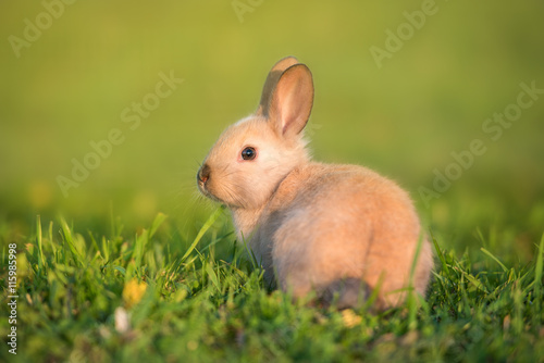 Little rabbit looking back