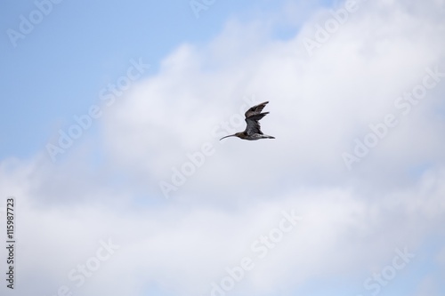 Eurasian curlew  Numenius arquata 