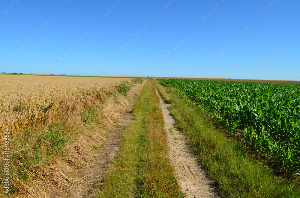 Paysage du Bessin (Région de Creully - Calvados)