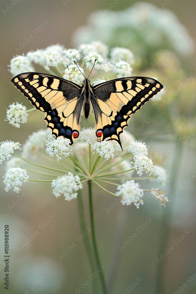 Obraz premium The papilio machaon. 