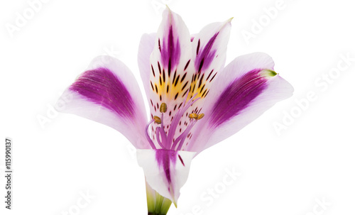 lilac alstroemeria on a white background photo